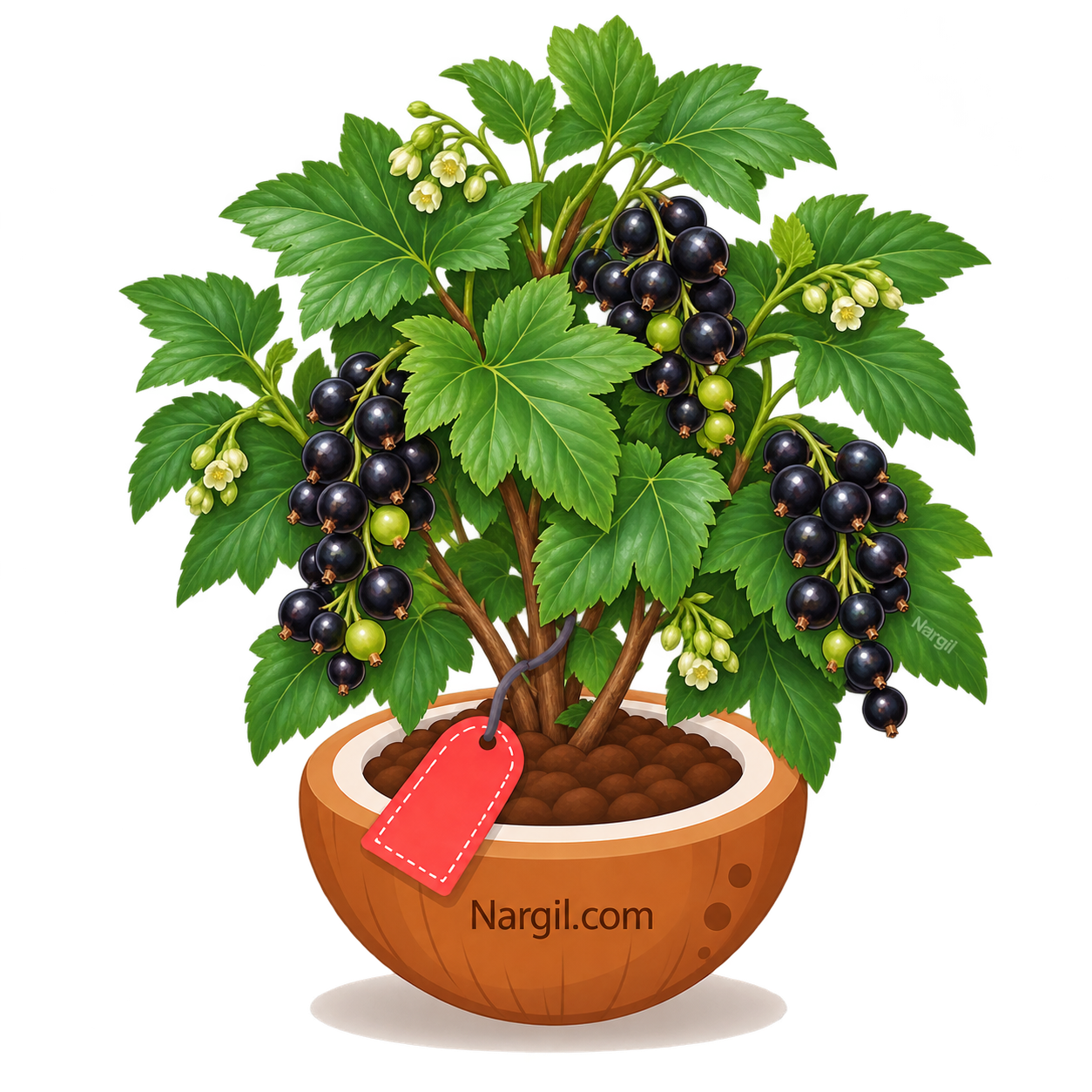 Nargil_Ribes nigrum